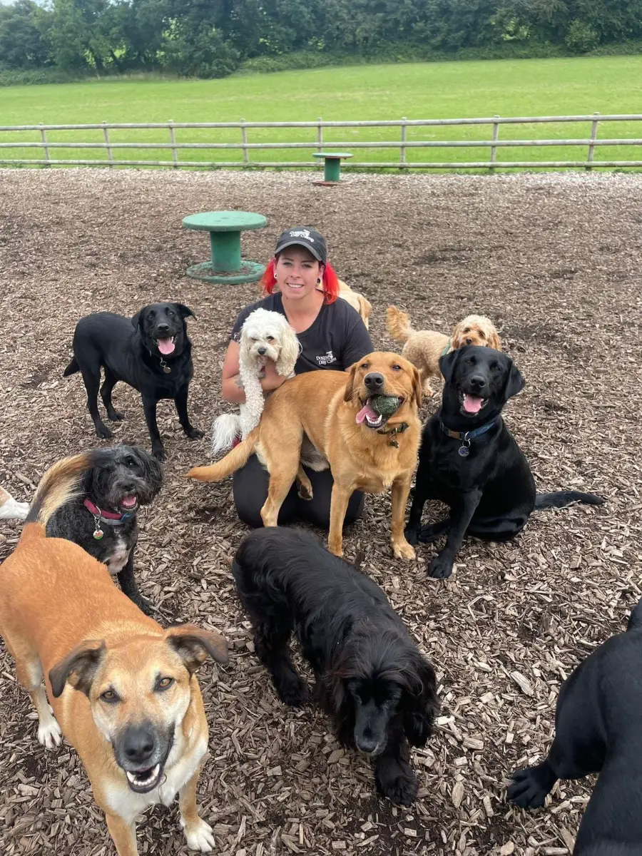 Doggie Day Camp team member surrounded by happy dogs