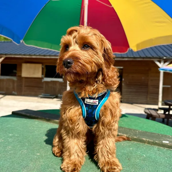 Cockapoo beneath a colourful umbrella