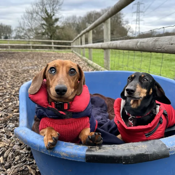 Two dachshunds sitting together in a blue pool