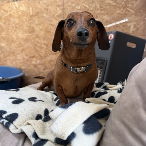Dachshund relaxing on a paw-print blanket