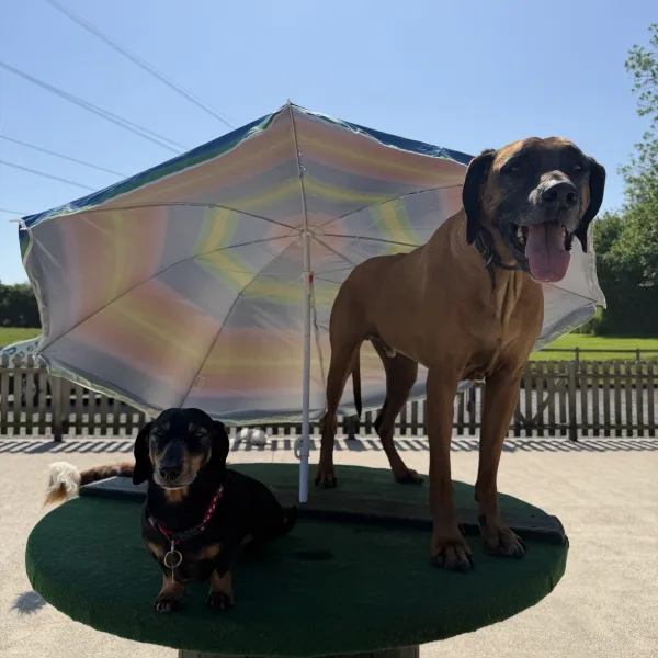 Two dogs beneath an umbrella