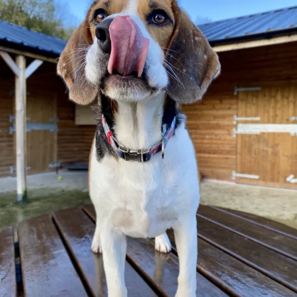 Beagle at Doggie Day Camp
