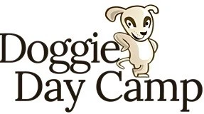Doggie Day Camp, dog day care in Cardiff and the Vale of Glamorgan