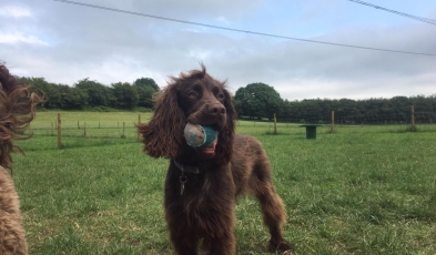 Ralph & his ball!