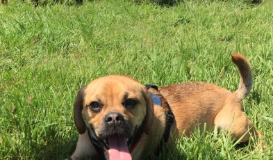 Bella & her ball