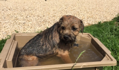 Little Buddy having a swim!